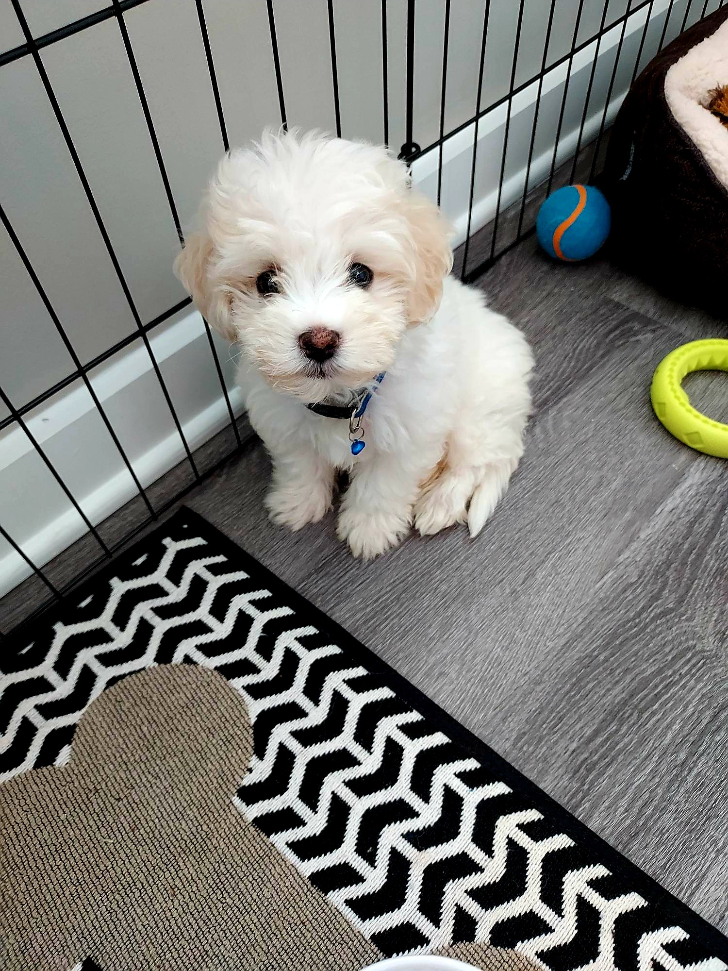Cookie , a Maltipoo