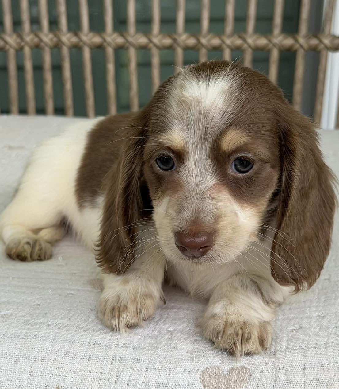 Lana , a  Dachshund 