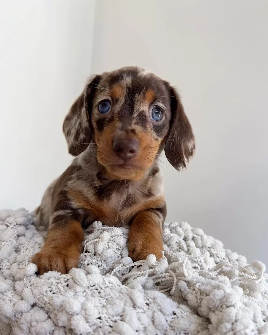 Ollie , a  Dachshund 