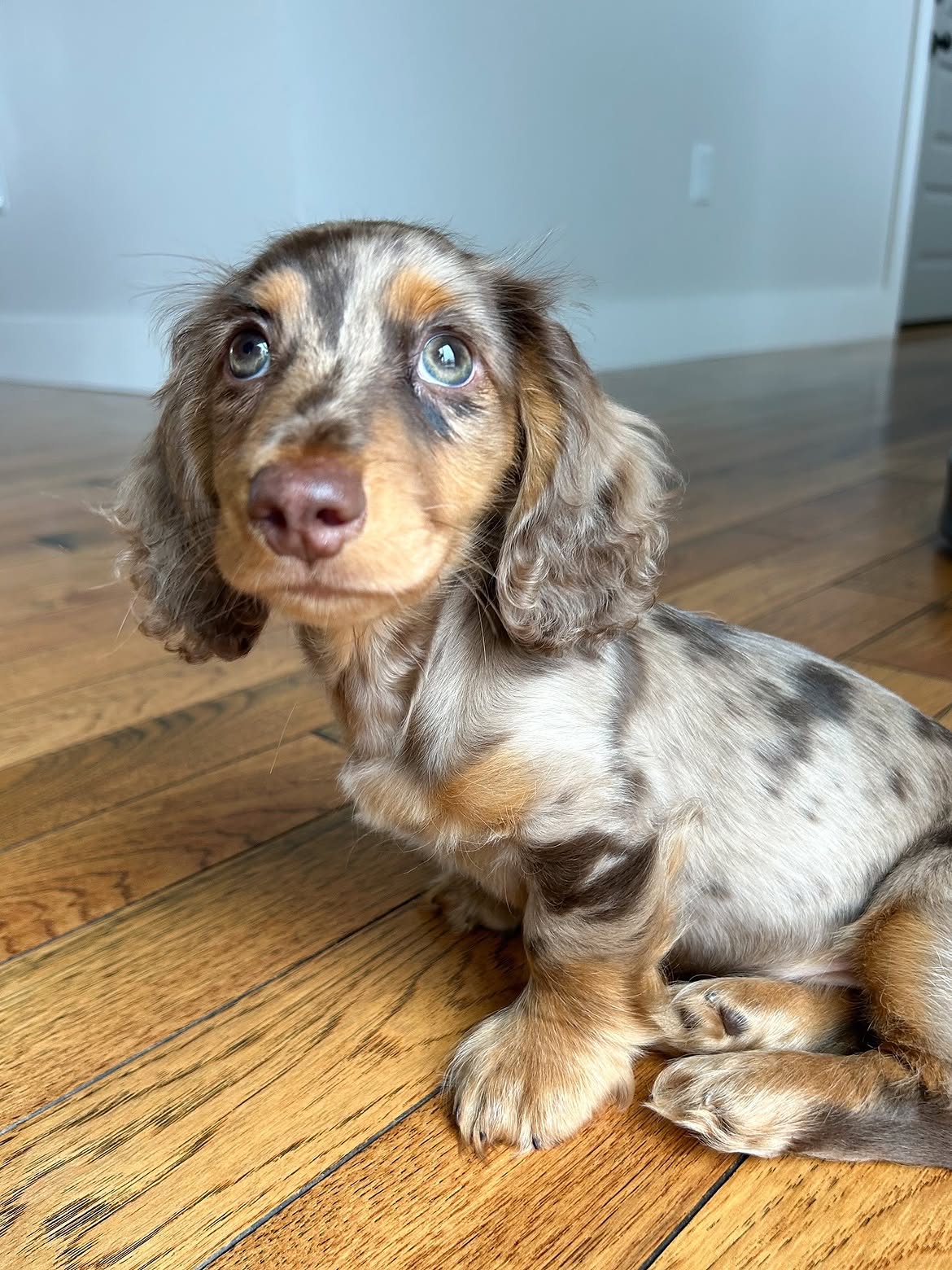 Roxie, a Dachshund
