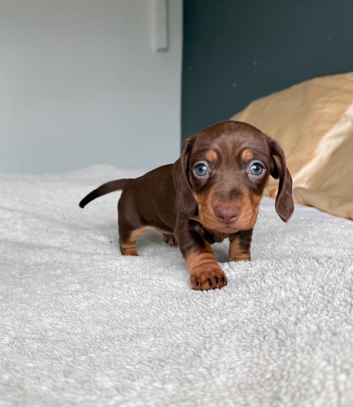 Toby, a  Dachshund 