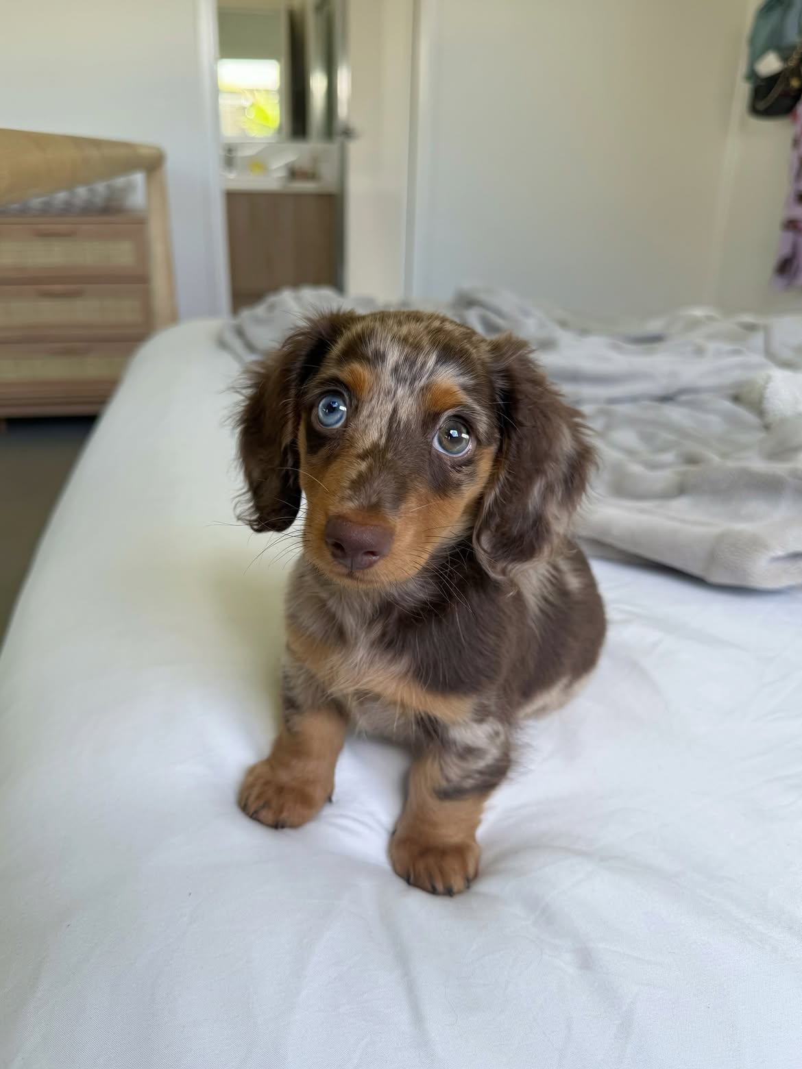 Winnie , a Dachshund